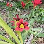 Sparaxis tricolor Kwiat