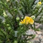 Ulex europaeusBlüte