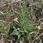 Lithospermum incisum Habitus