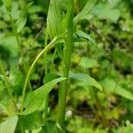 Erigeron annuus Blad