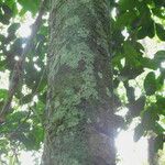 Picralima nitida Corteza