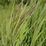 Calamagrostis canescens 花