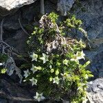 Minuartia rupestris Flower