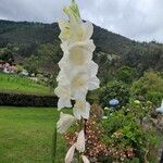 Gladiolus communisÇiçek