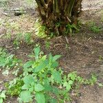 Crassocephalum crepidioides Blatt
