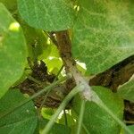 Erythrina sigmoidea Blatt