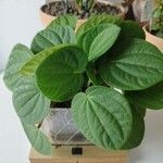 Peperomia albovittata Ліст