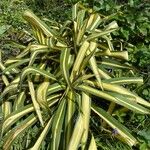 Yucca flaccida Leaf