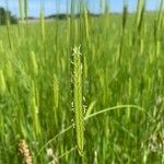Triticum monococcum Fula