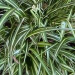 Chlorophytum capenseFuelha