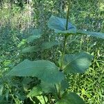 Silphium perfoliatum葉