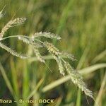 Echinochloa oryzoides Ovoce