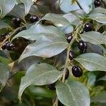 Sarcococca orientalis Ovoce