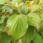 Cornus sanguinea Leaf