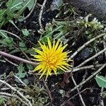 Taraxacum palustre 花