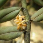 Tridactyle anthomaniaca Flower