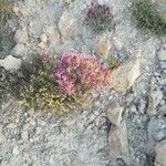 Thymus longiflorus Fula