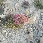 Thymus longiflorus Flower