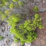 Erica reunionensis Hábito