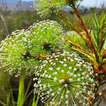 Paepalanthus chiquitensisFlower