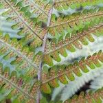 Dryopteris filix-mas Fruit