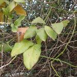 Araujia sericifera Levél