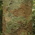 Byrsonima laevigata Bark