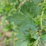 Ribes leptanthum Leaf