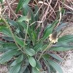 Plantago lanceolata Yaprak