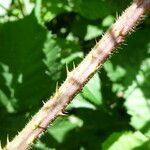 Rubus praticolor Outro