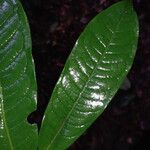 Iryanthera hostmannii 葉