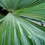 Livistona chinensis Folha