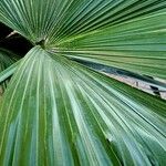 Livistona chinensis Leaf