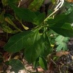 Solanum diphyllumDeilen