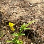 Gratiola lutea