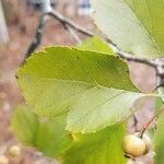 Crataegus viridis Folio