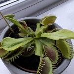 Dionaea muscipulaЛист