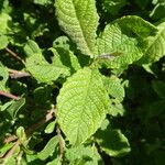 Salix aurita Листок