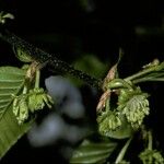 Nothofagus alpina Blomst