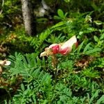 Tephrosia virginiana Flower