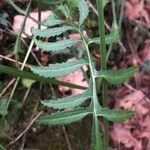 Serratula tinctoria Fuelha