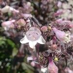 Penstemon digitalis Flor