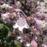 Penstemon digitalis Flower