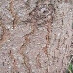 Abies concolor Corteccia