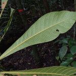 Ecclinusa ramiflora Leaf