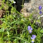Viola kitaibeliana Цвят