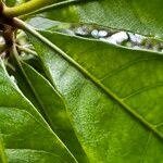 Buchanania sessifolia Blatt