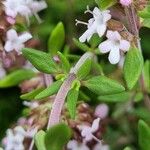 Thymus serpyllum Liść