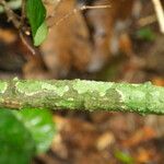 Pycnobotrya nitida Φλοιός