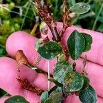 Salix retusa Bark